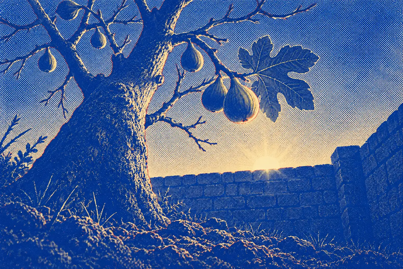 In a dark walled garden before dawn, one young fig tree grows from rough ground, seen from low down beside its trunk. A few small green figs hang in the first cold light, and the rest of the branches are still bare.