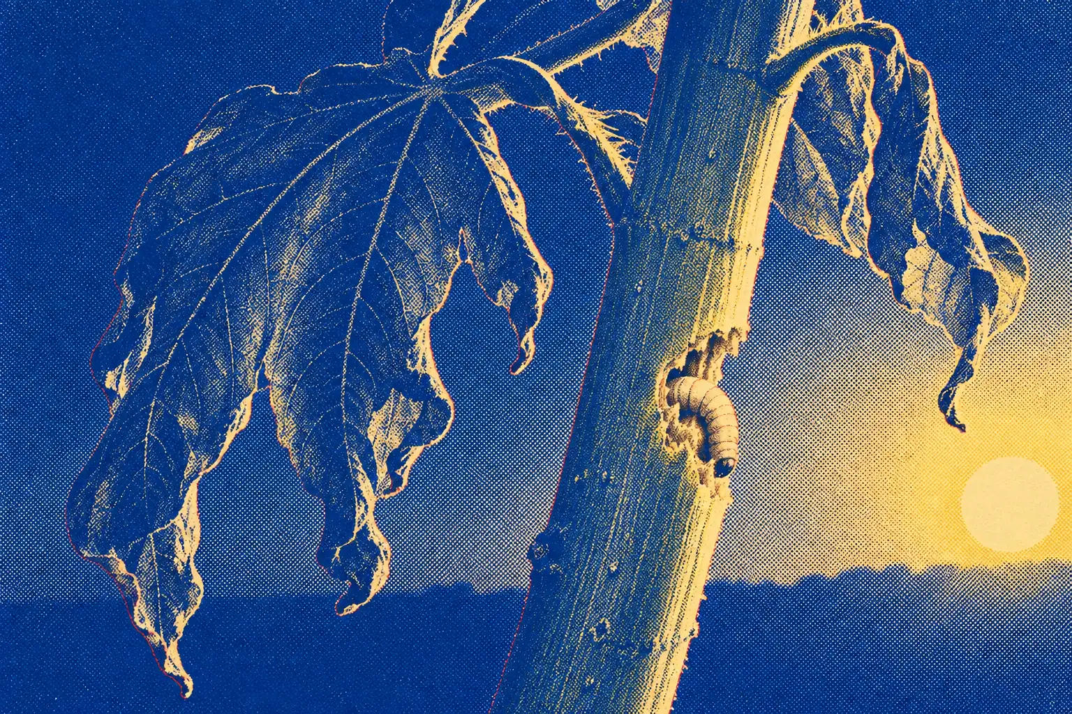 An extreme close view of a thick green plant stem at dawn, low sun raking across it. A small pale worm has bitten into the stem, and above the wound the broad leaves have begun to droop and curl, while the dark sky behind is just beginning to turn gold.