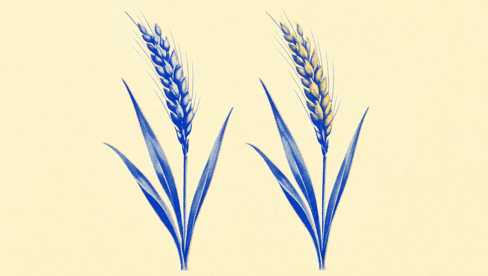 Two near-identical grain stalks side by side in blue halftone, one head tipped gold